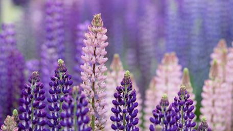 Lupin flowers wallpaper