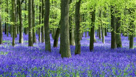 Bluebell wood on springtime wallpaper