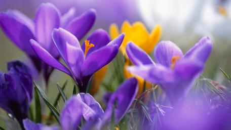Purple and yellow crocus flowers wallpaper