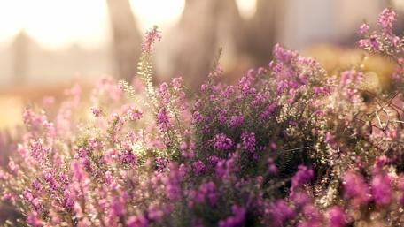 Purple Wildflowers in Blooming Glory wallpaper