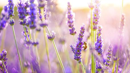Lavender Bliss in Sunlit Fields wallpaper