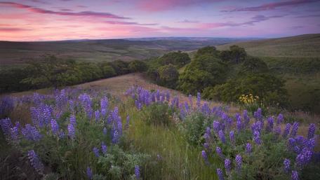 Spring hillside meadow in the sunset wallpaper