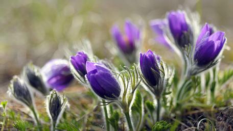 Small pasque flower (Meadow Anemone) wallpaper