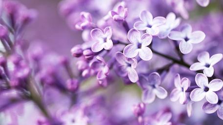 Flowering lilac wallpaper