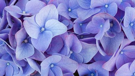Close up hydrangea flower wallpaper