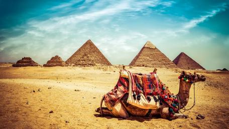 Camel at Giza Pyramid Complex, Egypt wallpaper