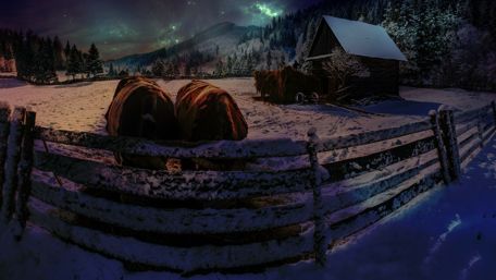 Cows in the snowy farm at night wallpaper