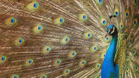 Peacock wallpaper