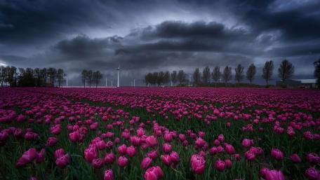 Creil (Netherlands) - Largest tulip field area in the Netherlands wallpaper