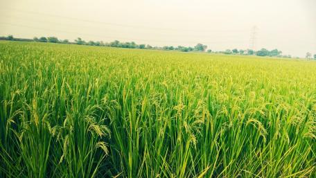 Green fields in India wallpaper