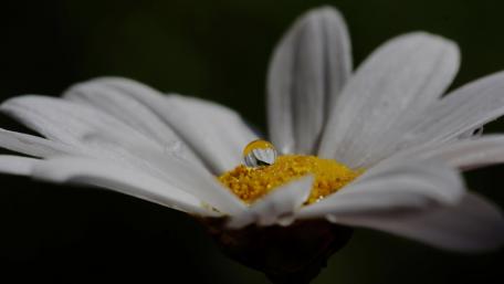 White flower yellow rain drop nature wallpaper