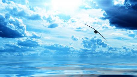 Soaring Through the Blue Skies wallpaper