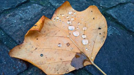 Autumn leaf wallpaper