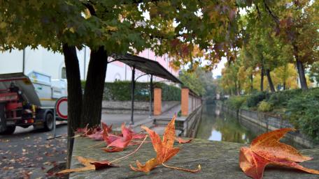 Autumn Leaves by the Waterway wallpaper