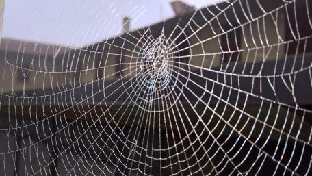 Delicate Beauty of a Spider Web wallpaper