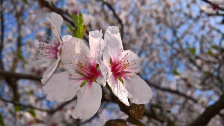 Cherry Blossoms in Full Bloom Captured in 4K Detail wallpaper