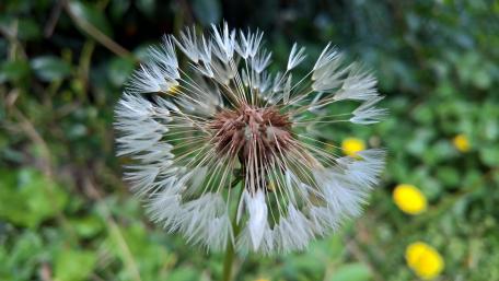 Delicate Dandelion Seeds in Macro Detail wallpaper