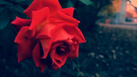 Red Rose in a Tranquil Garden Scene wallpaper