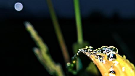 Glittering Drops on a Leaf Under the Moonlight wallpaper