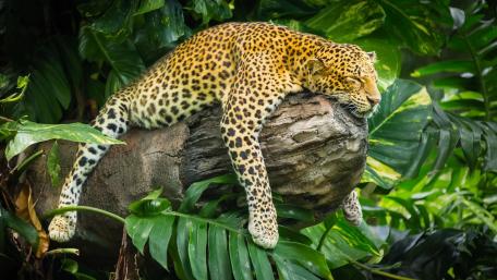Leopard's Lazy Nap in the Jungle wallpaper