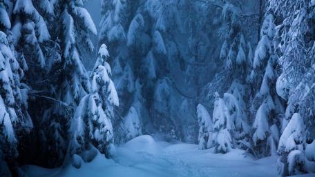 Nordic Forest wallpaper