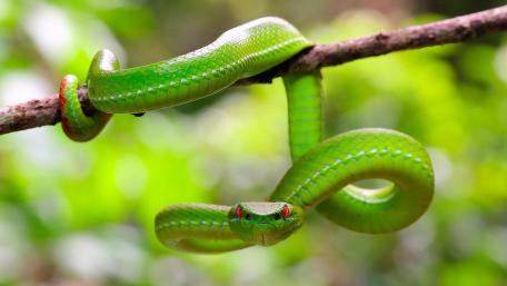 Vibrant Green Serpent in Nature's Embrace wallpaper