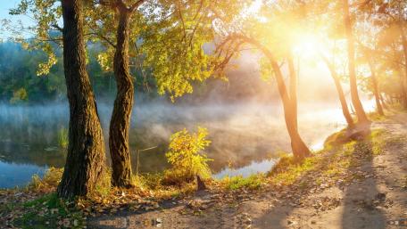 Sunlight Streaming Through the Forest wallpaper