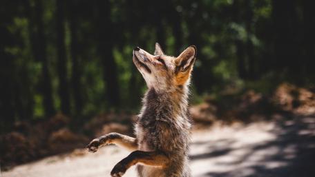 Fox wallpaper