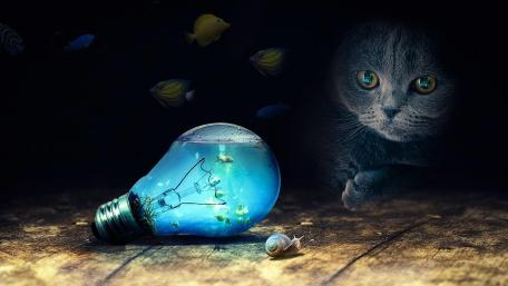 Cat entice wallpaper