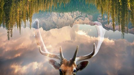Inverted image wallpaper