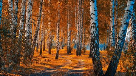 A birch grove wallpaper