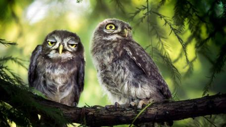 Owl siblings wallpaper