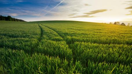 Summer green field wallpaper
