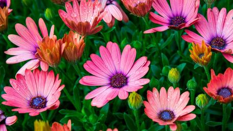 Blooming Pink Flowers with Dew Drops in Nature Scene wallpaper