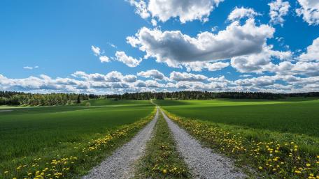 Green field path wallpaper