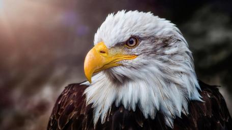 Bald Eagle portrait wallpaper