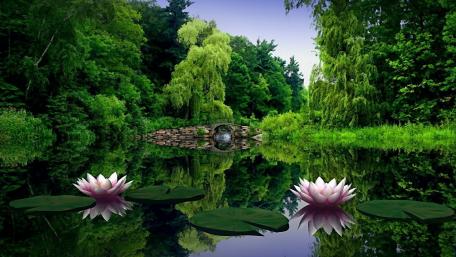 Tranquil Lotus Reflection in Nature's Embrace wallpaper