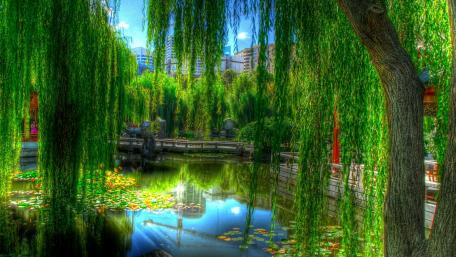 Serene Reflection in a Lush Green Oasis wallpaper