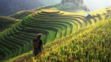 Rice terraces in China wallpaper