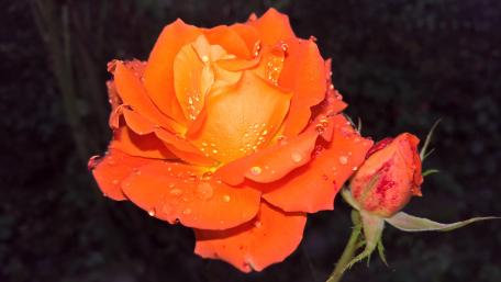 Vibrant Orange Rose with Raindrops on Petals wallpaper
