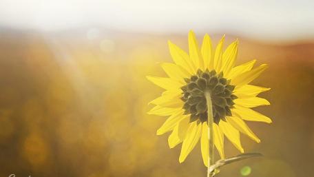 Sunflower wallpaper