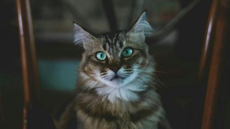 Majestic Cat with Striking Green Eyes wallpaper