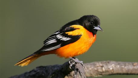 Baltimore Oriole (Icterus galbula) wallpaper