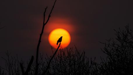 Silhouette of a Bird Against a Sunset Sky wallpaper