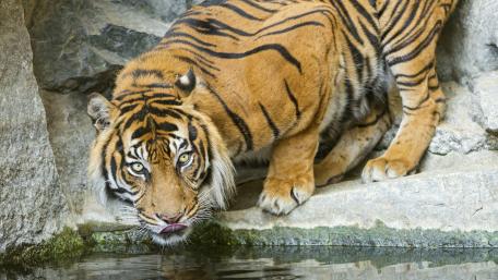 Majestic Tiger by the Water's Edge wallpaper