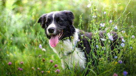 Border Collie wallpaper