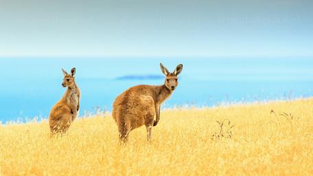 Kangaroo wallpaper