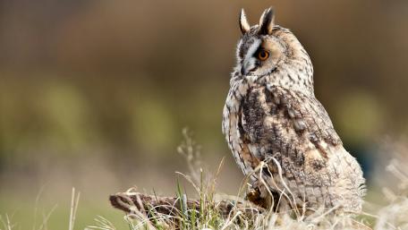 Majestic Owl in Its Natural Habitat wallpaper