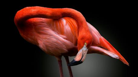 Pink flamingo wallpaper