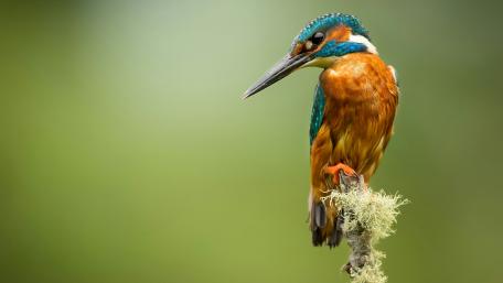 Kingfisher Bird wallpaper